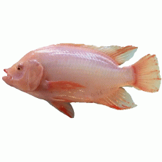 金凤鱼Tilapia (炸 Fried)